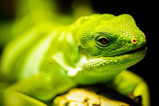 Foto un primer plano del lagarto verde.