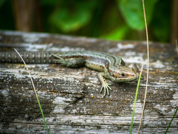 Primer plano de un lagarto verde