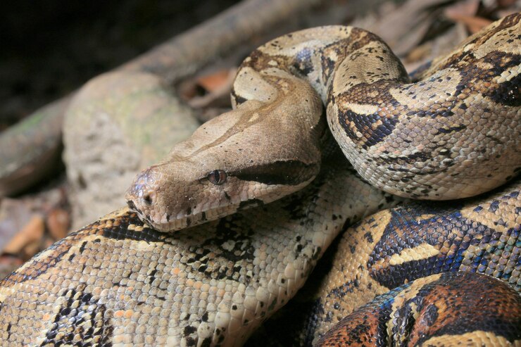 Foto primer plano de un lagarto en el zoológico