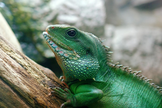 Primer plano de un lagarto