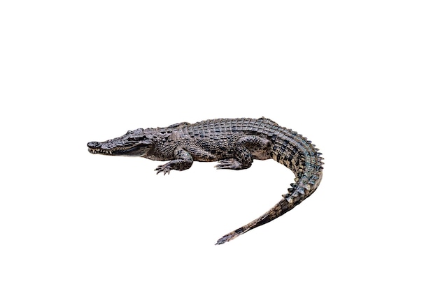 Un primer plano de un lagarto
