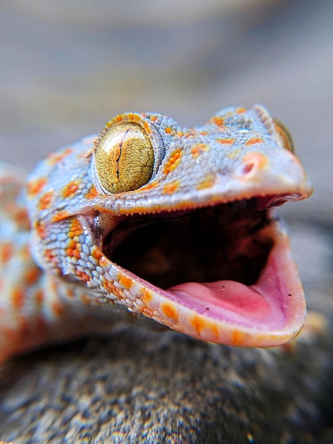 Un primer plano de un lagarto