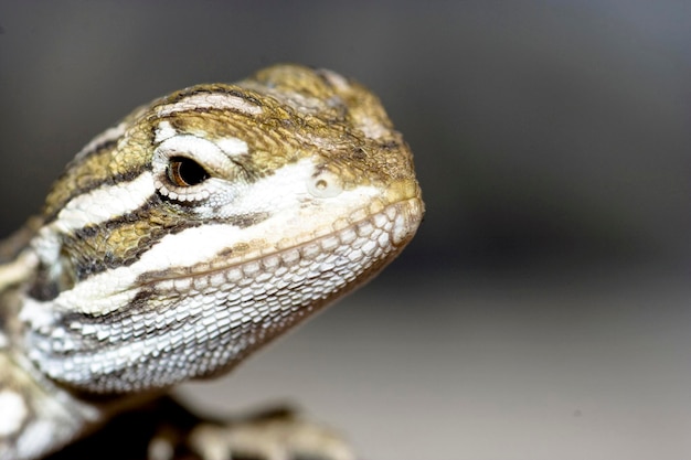 Foto un primer plano de un lagarto