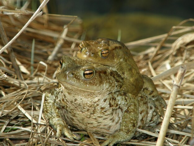 Foto primer plano de un lagarto