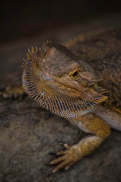 Foto un primer plano de un lagarto