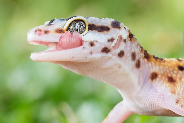 primer plano, de, lagarto