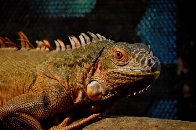 Foto primer plano de un lagarto