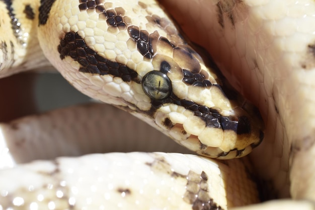 Foto primer plano de un lagarto