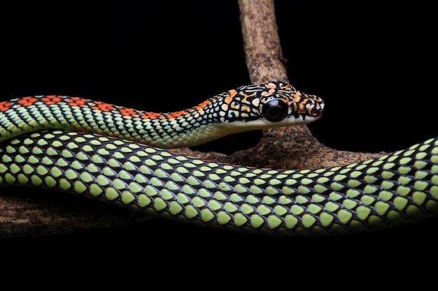 Foto un primer plano de un lagarto