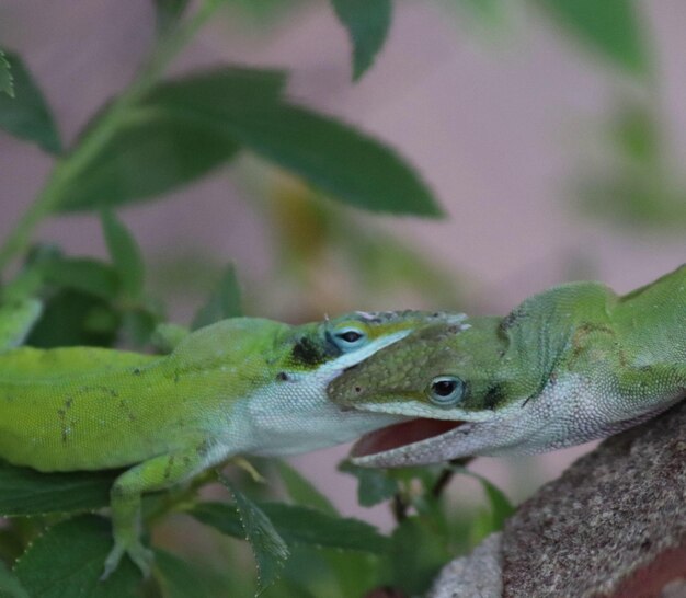 Foto primer plano de un lagarto