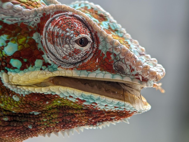 primer plano, de, lagarto