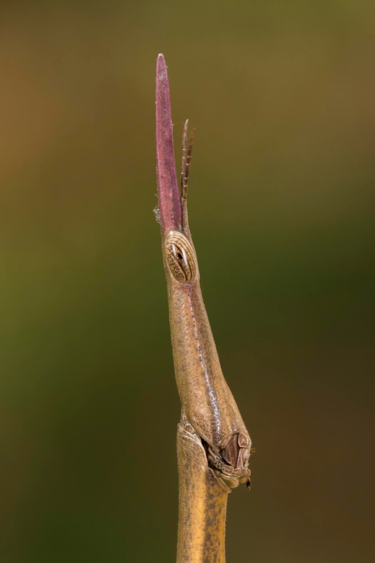 Foto primer plano de un lagarto