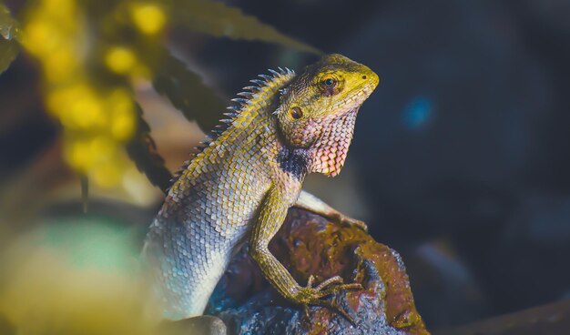 Foto un primer plano de un lagarto