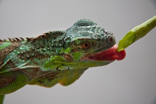 Foto primer plano de un lagarto