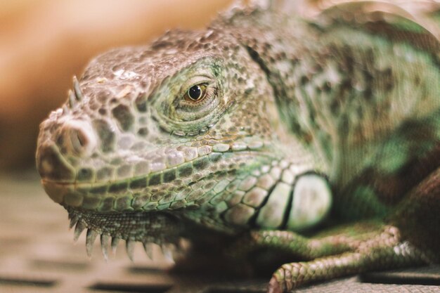 Foto primer plano de un lagarto