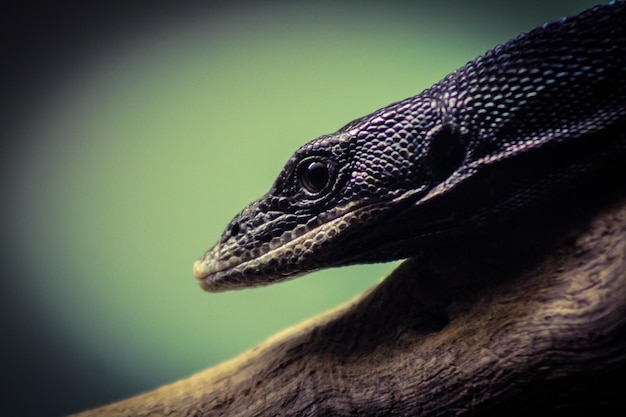 Primer plano de un lagarto