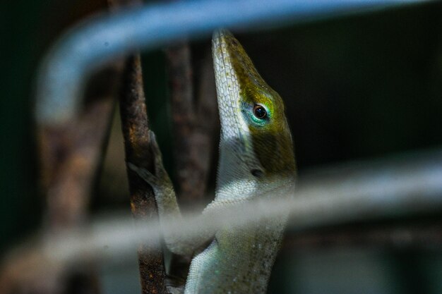 Foto primer plano de un lagarto