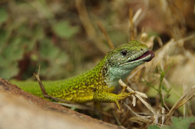 Foto primer plano de un lagarto