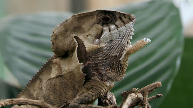 Un primer plano de un lagarto