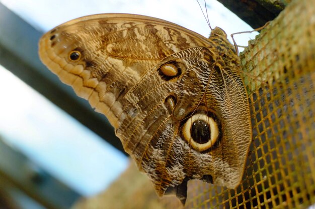 Foto primer plano de un lagarto