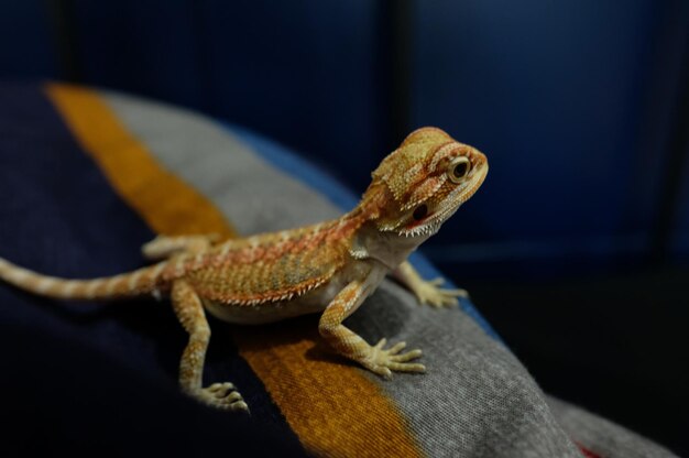 Foto primer plano de un lagarto