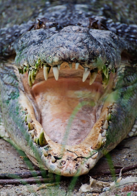 Foto primer plano de un lagarto