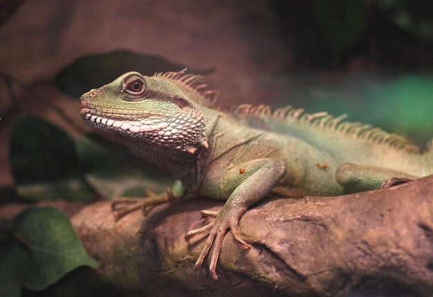 primer plano, de, lagarto