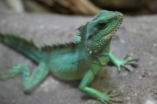 Primer plano de un lagarto