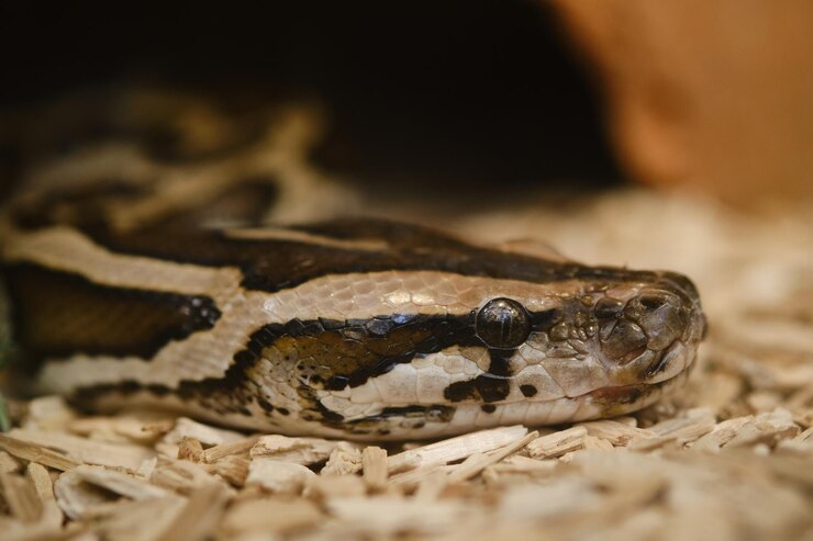 Foto primer plano, de, lagarto