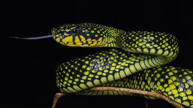 Un primer plano de un lagarto