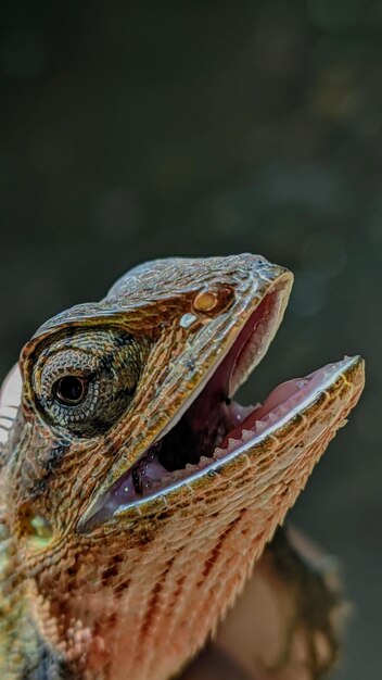 Primer plano de un lagarto