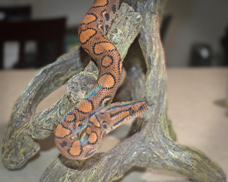 Foto primer plano, de, lagarto