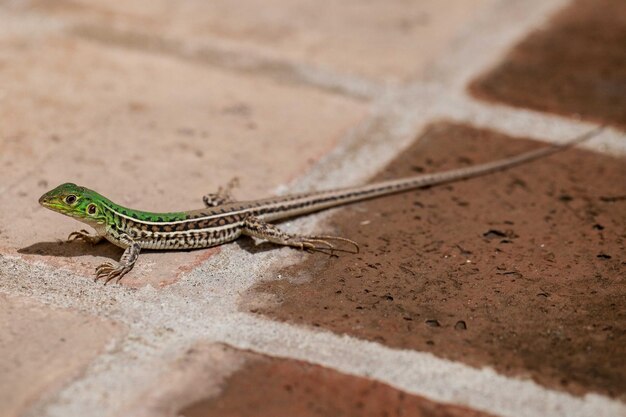 Primer plano de un lagarto