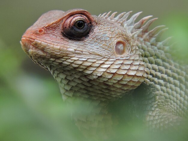 Primer plano de un lagarto