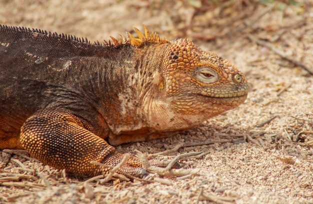 Un primer plano de un lagarto