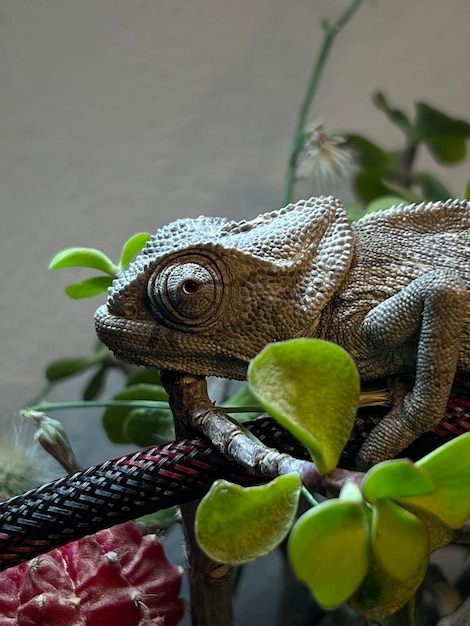 Primer plano de un lagarto