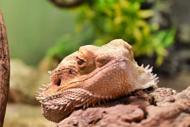 Foto un primer plano de un lagarto