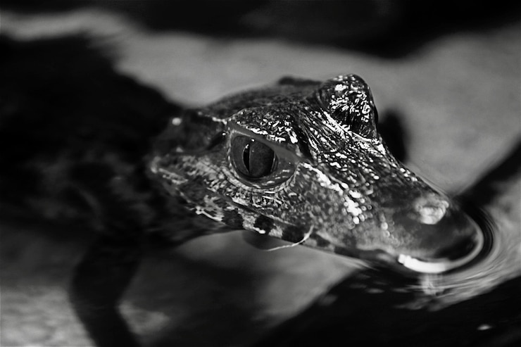Foto un primer plano de un lagarto