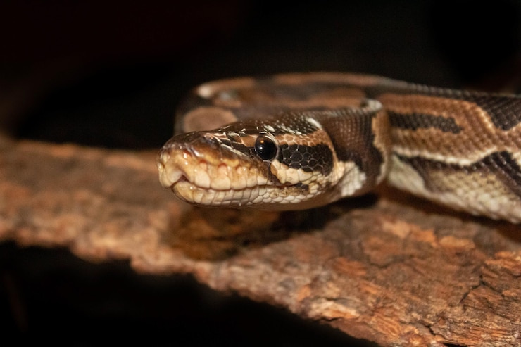 Foto un primer plano de un lagarto
