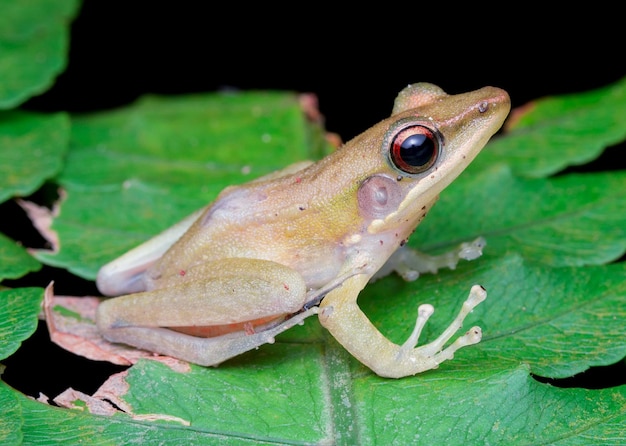 Foto primer plano de un lagarto