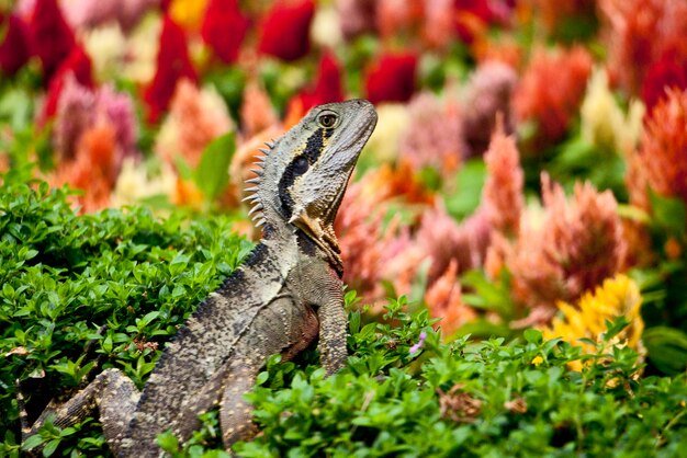 Foto un primer plano de un lagarto