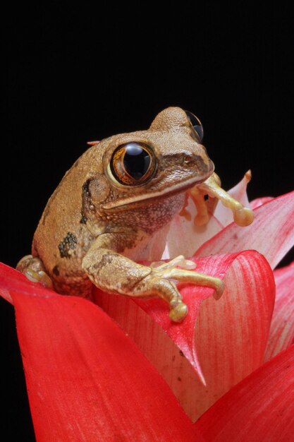 Foto primer plano de un lagarto