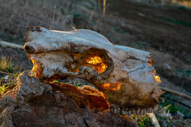 Foto primer plano de un lagarto