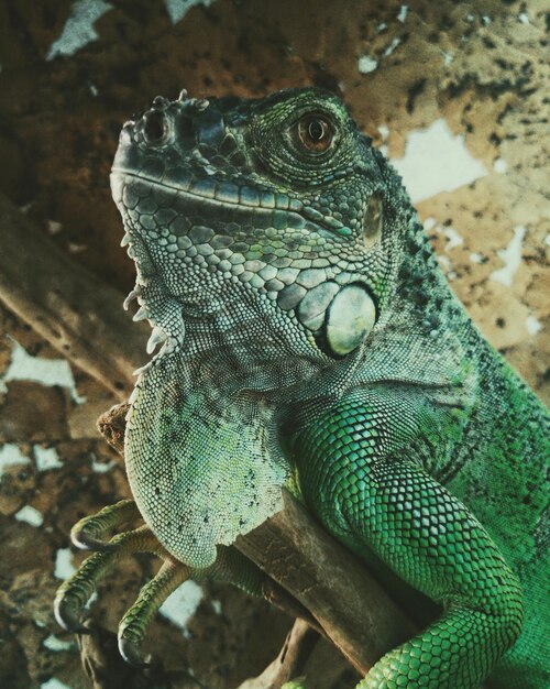 Foto un primer plano de un lagarto