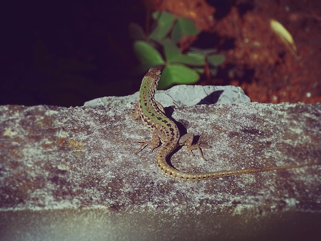 Foto primer plano de un lagarto