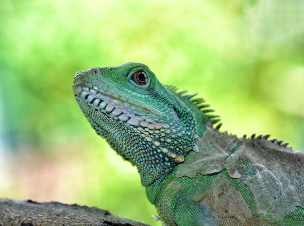 Un primer plano de un lagarto