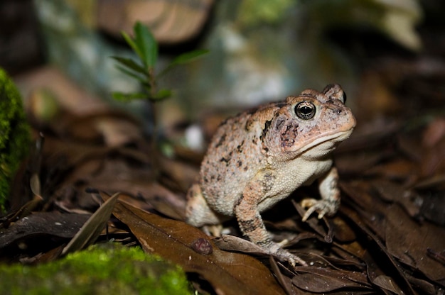 Foto primer plano de un lagarto