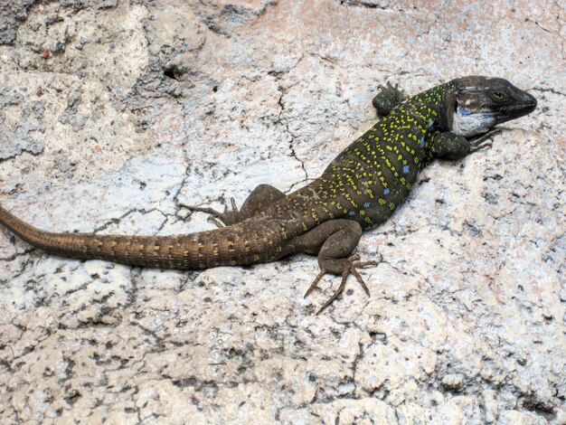 Foto primer plano de un lagarto