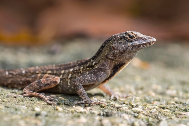 Primer plano de un lagarto