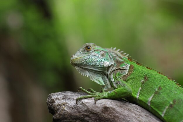 Foto primer plano de un lagarto